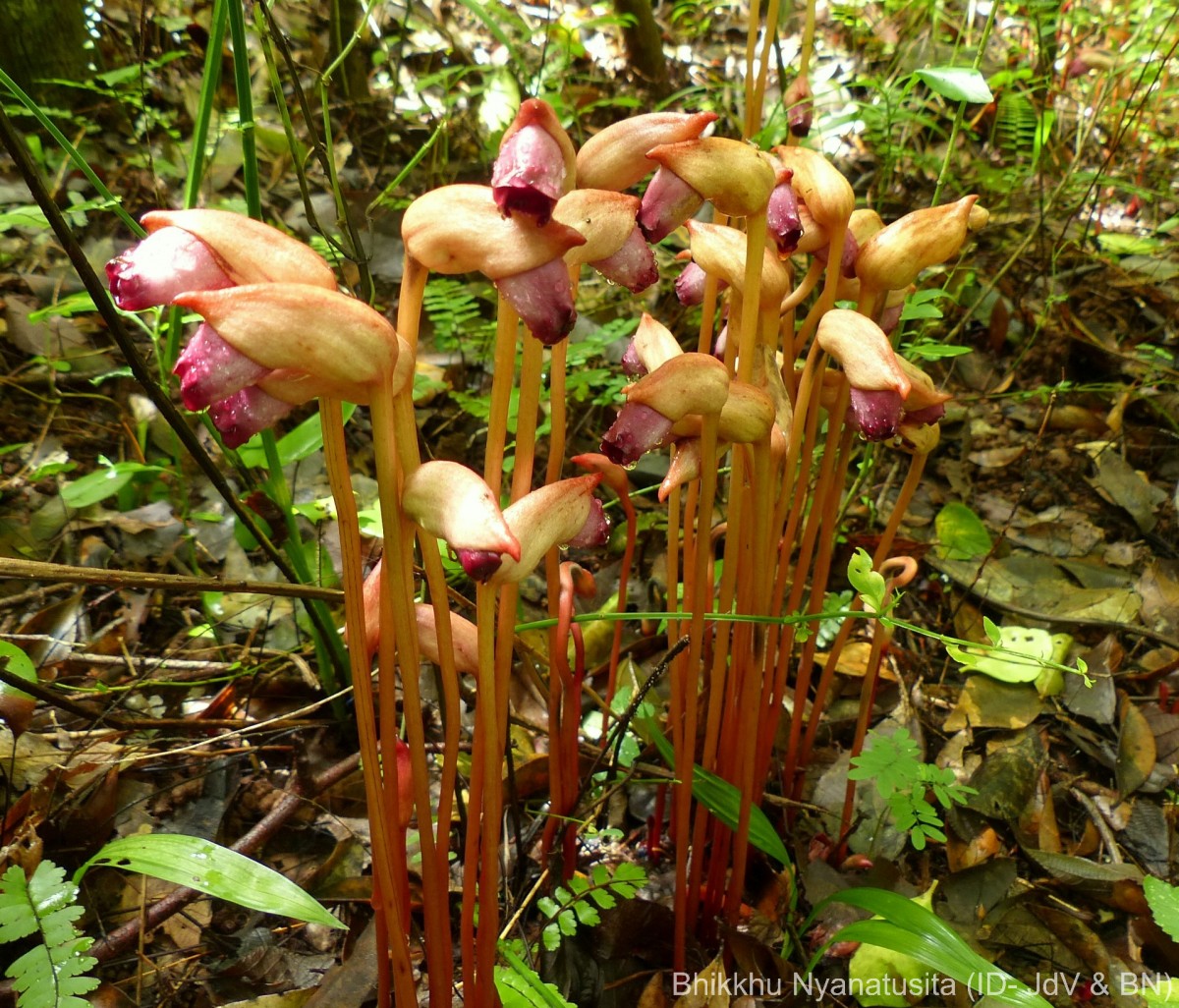 Aeginetia indica L.